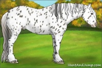 Horse Color:Plaid  Black Appaloosa 