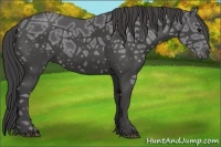 Horse Color:Smoky Black Ice 