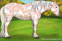 Horse Color:Watercolor White Spotted Chocolate Palomino Ice Appaloosa 