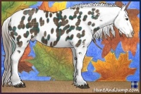 Horse Color:Plaid  Liver Chestnut Appaloosa 