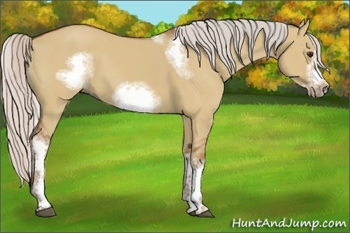 Horse Color:Silver Bay Dun Sabino Tobiano Frame Rabicano 