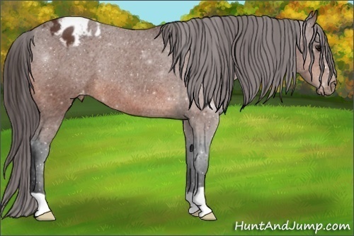 Horse Color:Bay Appaloosa Rabicano 