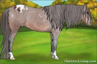 Horse Color:Bay Appaloosa Rabicano 