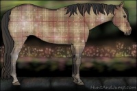 Horse Color:Plaid  Bay Dun 