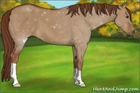 Horse Color:Red Dun