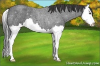 Horse Color:Smoky Blue Roan Splash