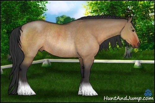 Horse Color:Bay Dun Rabicano 