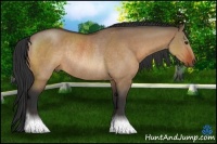 Horse Color:Bay Dun Rabicano 