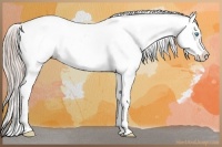 Horse Color:Chocolate Palomino Pearl Splash Frame Appaloosa