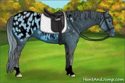 Horse Color:ERROR: UNKNOWN ANOMALY