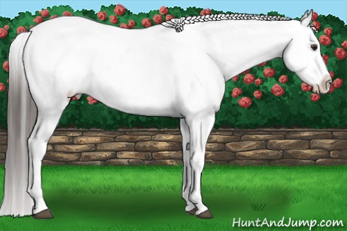 Horse Color:Liver Chestnut Sabino Appaloosa Rabicano 