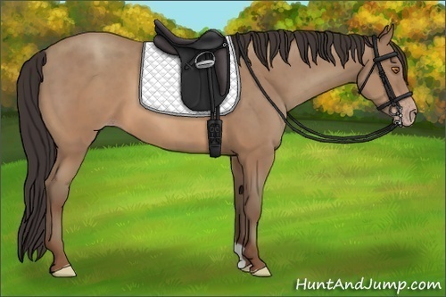 Horse Color:Sable Champagne 