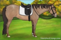 Horse Color:Sable Champagne