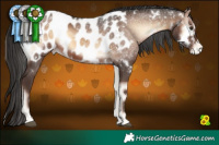Horse Color:White Spotted Liver Red Onyx Appaloosa 