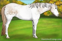 Horse Color:White Spotted Chestnut Pearl Sabino