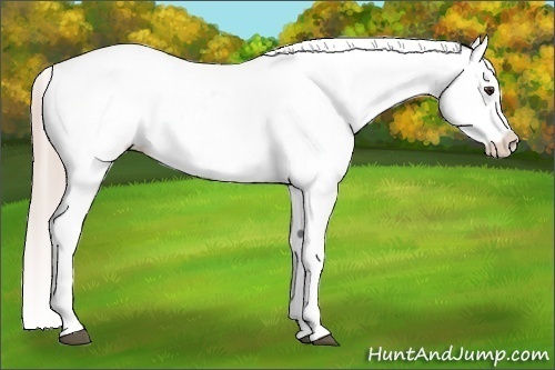 Horse Color:Palomino Appaloosa