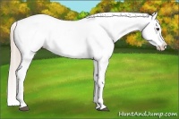 Horse Color:Palomino Appaloosa