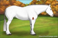 Horse Color:Liver Chestnut Tobiano Appaloosa
