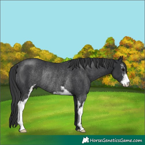 Horse Color:Black Sabino Rabicano 