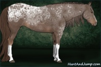 Horse Color:Liver Chestnut Ice 