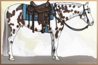 Horse Color:Bay Appaloosa 
