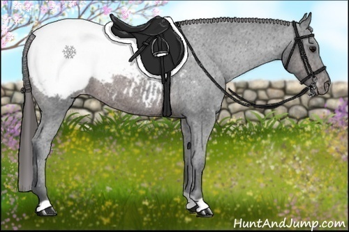 Horse Color:Brown Appaloosa 