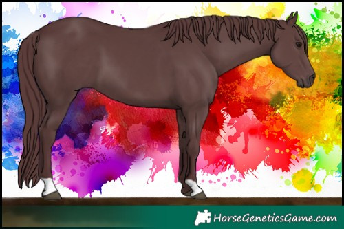 Horse Color:Chocolate Black 