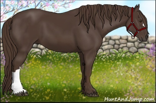 Horse Color:Liver Chestnut 