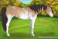 Horse Color:White Spotted Amber Champagne Rabicano 