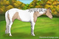 Horse Color:Silver Black Pearl Tobiano Rabicano