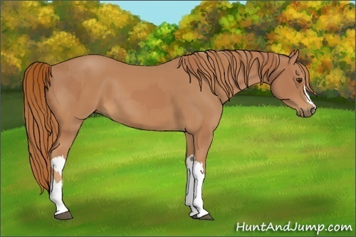 Horse Color:Chestnut  and Chestnut 
