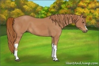 Horse Color:Chestnut  and Chestnut 