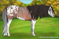 Horse Color:Bay Roan Splash Appaloosa 