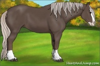 Horse Color:Silver Black Splash