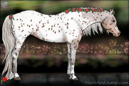 Horse Color:White Spotted Silver Bay Appaloosa 
