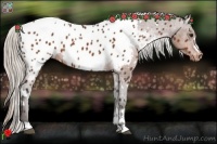 Horse Color:White Spotted Silver Bay Appaloosa 