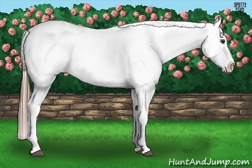 Horse Color:Chestnut Appaloosa 