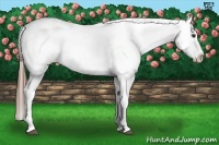Horse Color:Chestnut Appaloosa 