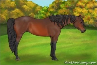 Horse Color:Bay Rabicano 