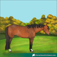 Horse Color:Bay Rabicano 