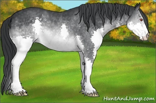 Horse Color:Brown Chinchilla Splash