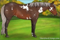 Horse Color:White Spotted Silver Brown