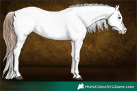 Horse Color:Brown Sabino Near Leopard