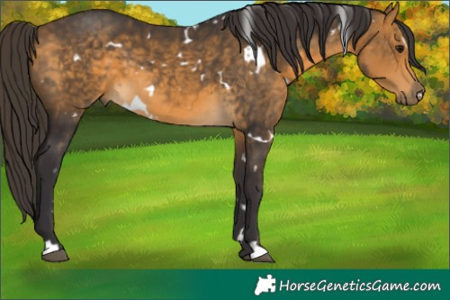 Horse Color:White Spotted Buckskin 