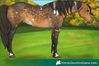 Horse Color:White Spotted Buckskin 