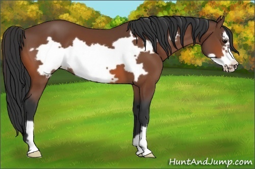 Horse Color:Bay Frame
