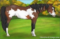 Horse Color:Bay Frame