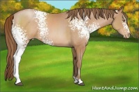 Horse Color:White Spotted Brown Pearl 