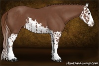 Horse Color:Chestnut Splash and Chestnut Splash