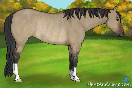 Horse Color:Brown Dun Rabicano